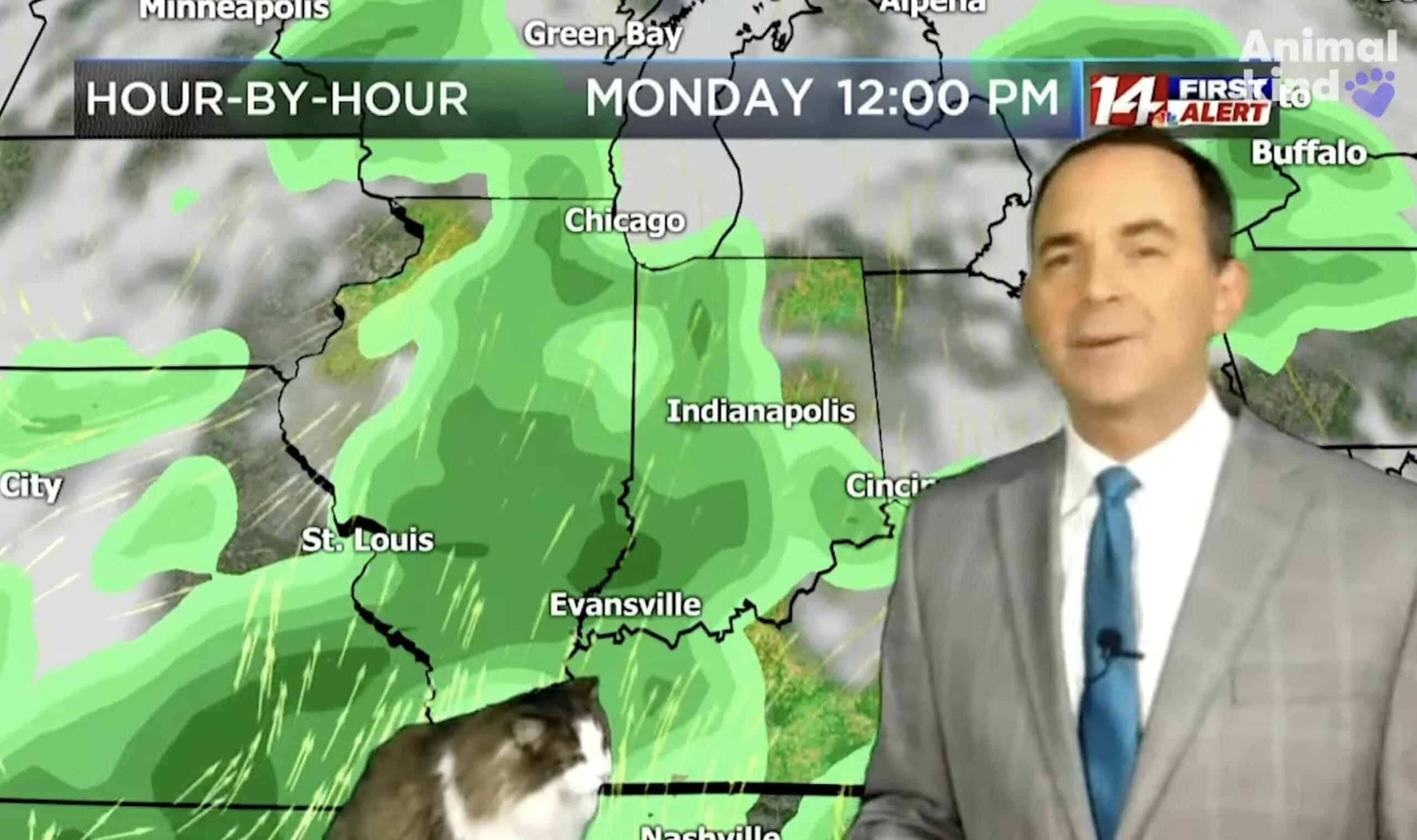 Cat Upstages Weatherman